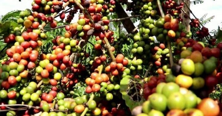 kakumiro-coffee-theft-mob-justice